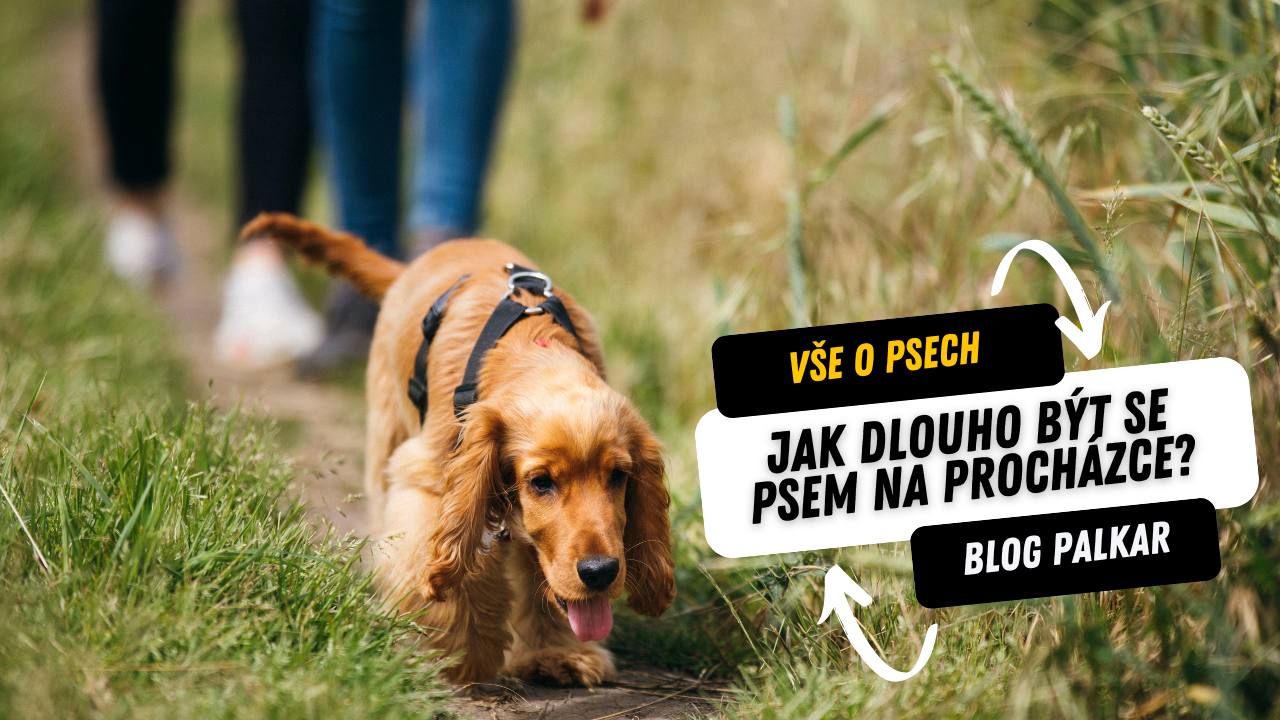 Výcvik psa