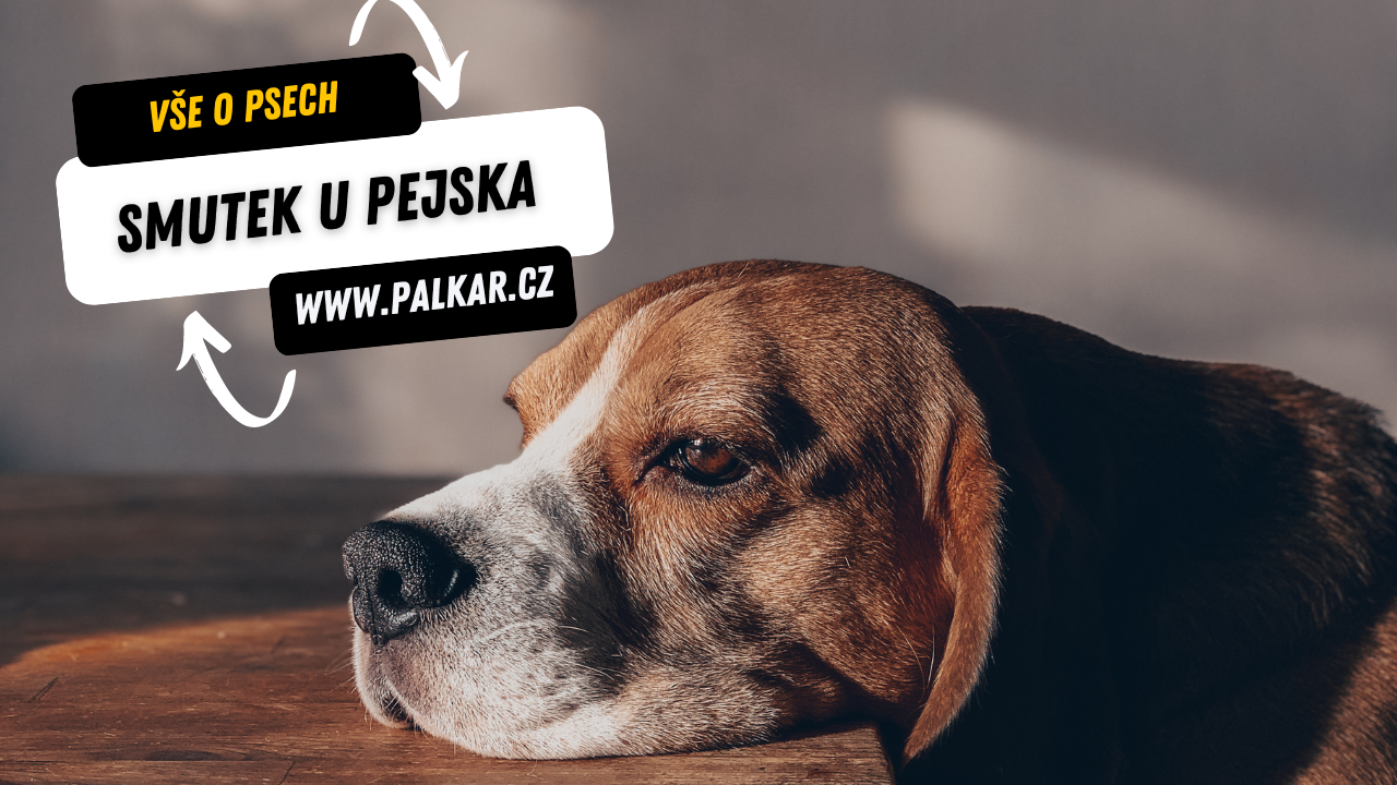 Vše o psích plemenech